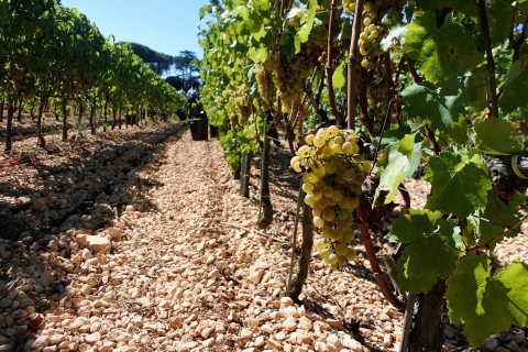 Trecase: Mount Vesuvius Wine Tour met proeverijen en lunchM. Vesuvius-wijntour