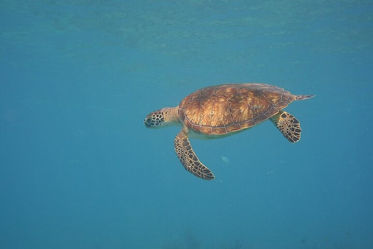 Playa de Ciudad de Panamá: Excursión de buceo para principiantes