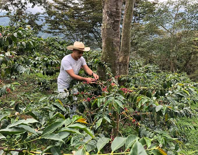 Pereira: Coffee Farm and Salento Walking Tour with Lunch