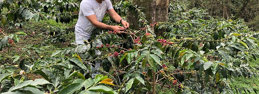 Ferme de café et visite à pied du Salento