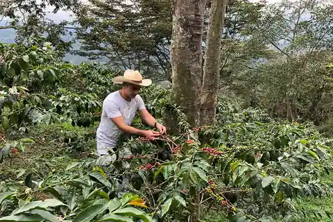 Fazenda de café e excursão a pé pelo Salento
