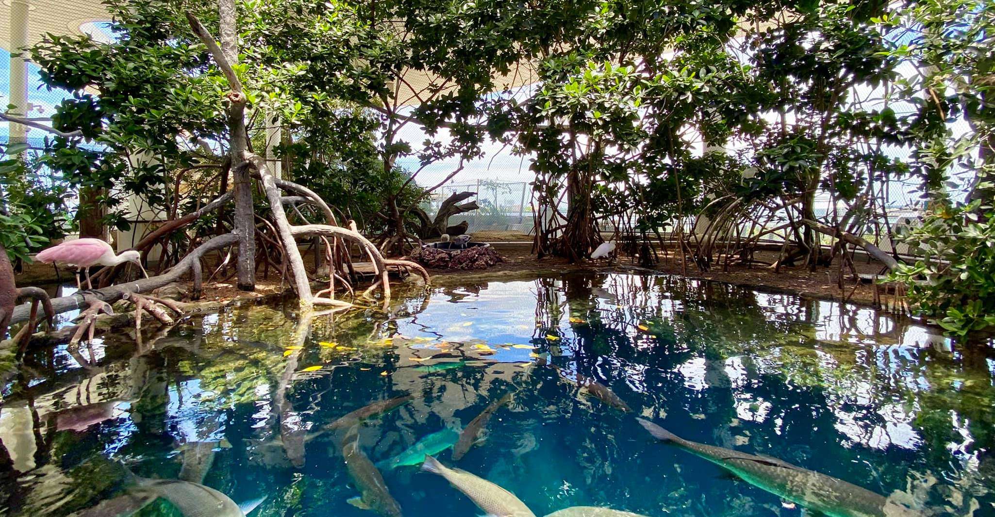 Miami: Frost Museum of Science and Planetarium Entry Ticket photo 13