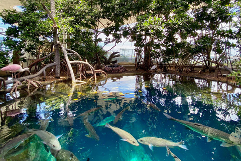 Miami: Frost Museum of Science and Planetarium Toegangsbewijs