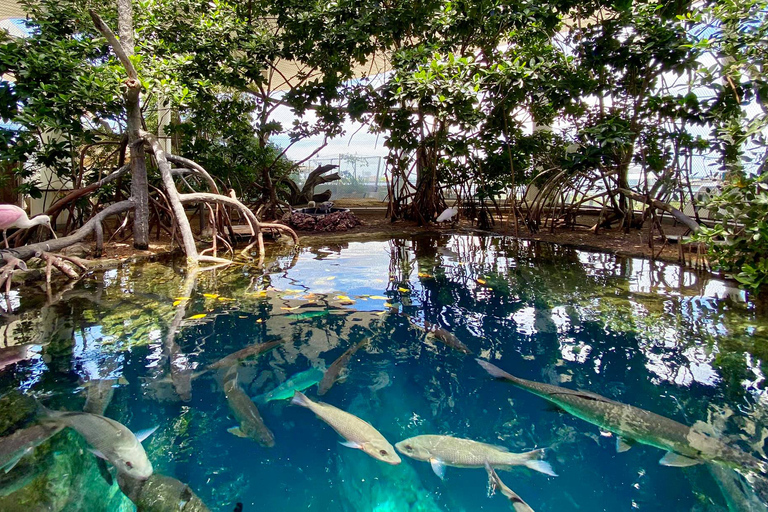 Miami: Ingresso para o Frost Museum of Science and Planetarium