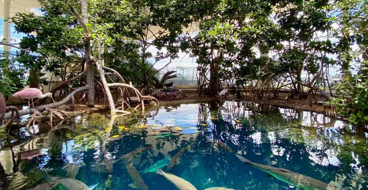 Miami: Frost Museum of Science and Planetarium Entry Ticket photo 13