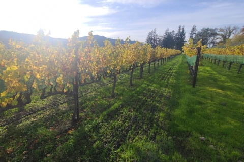 Z San Francisco: prywatna wycieczka po winach Napa i Sonoma