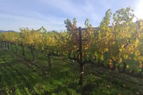 Desde San Francisco: Napa y Sonoma Tour Privado del Vino