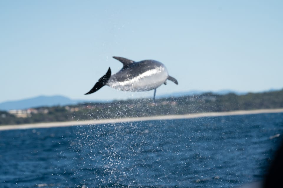 Passeio de caiaque com golfinhos em Byron Bay Tour Guided 2024