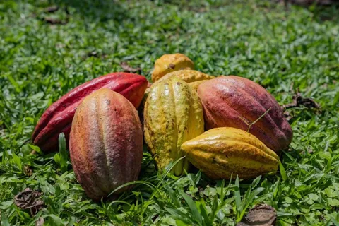 La Fortuna : Visite d'une ferme de café et de chocolat