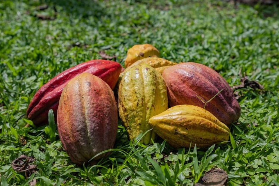 La Fortuna Coffee and Chocolate Farm Tour GetYourGuide
