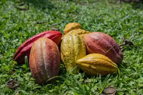 La Fortuna : Visite d'une ferme de café et de chocolat