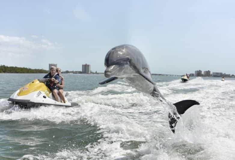 Destin Crab Island Dolphin Watching Jet Ski Tour GetYourGuide