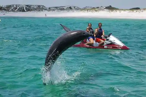 Destin: Crab Island Dolphin Watching Jet Ski Tour