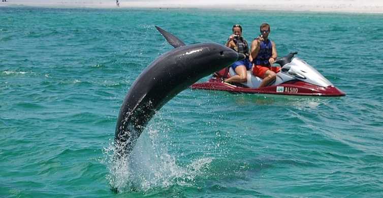 Destin: Crab Island Dolphin Watching Jet Ski Tour