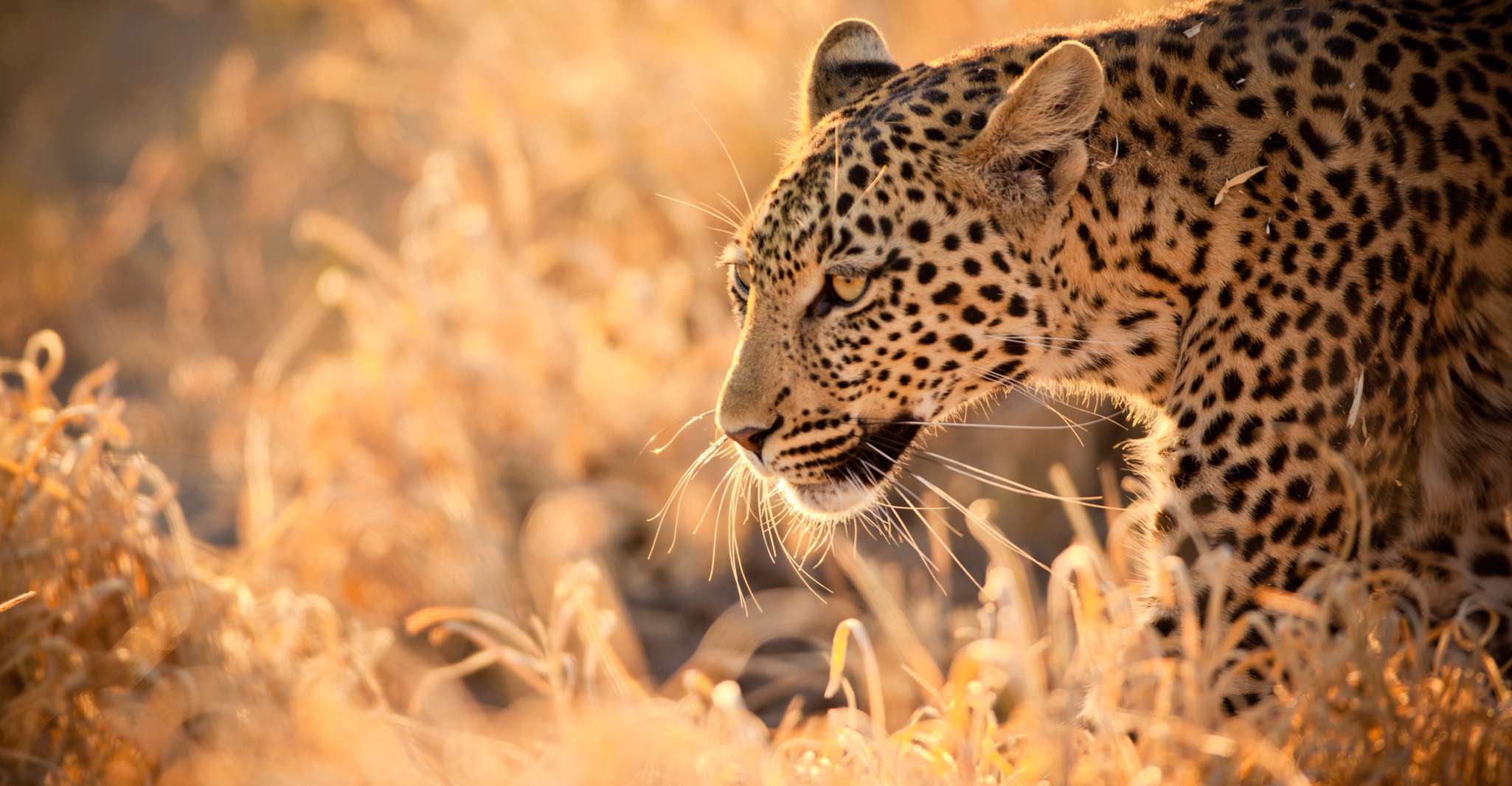 Hartbeespoort, Lion and Safari Park Guided Tour - Hizvo