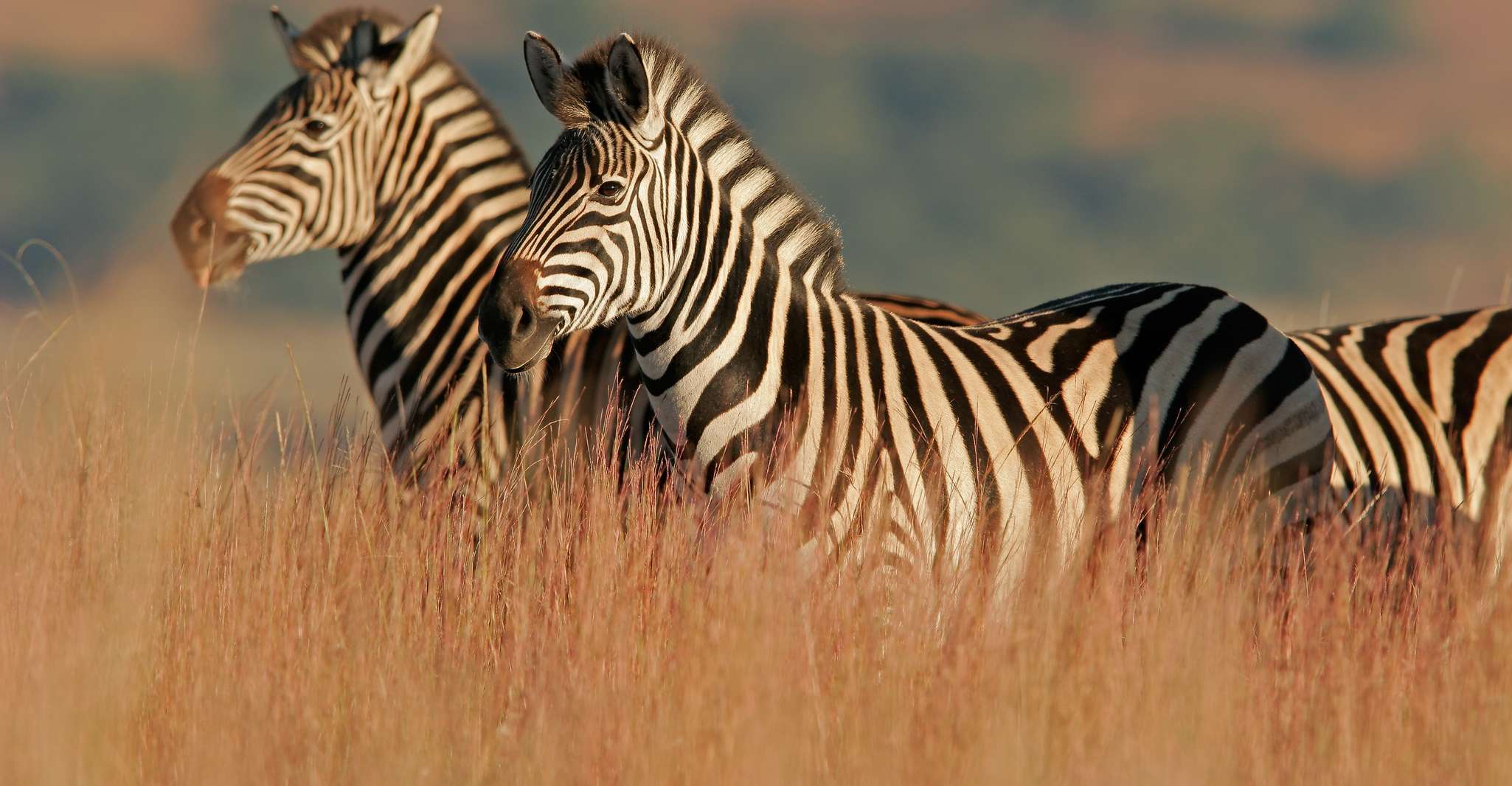 Hartbeespoort, Lion and Safari Park Guided Tour - Hizvo
