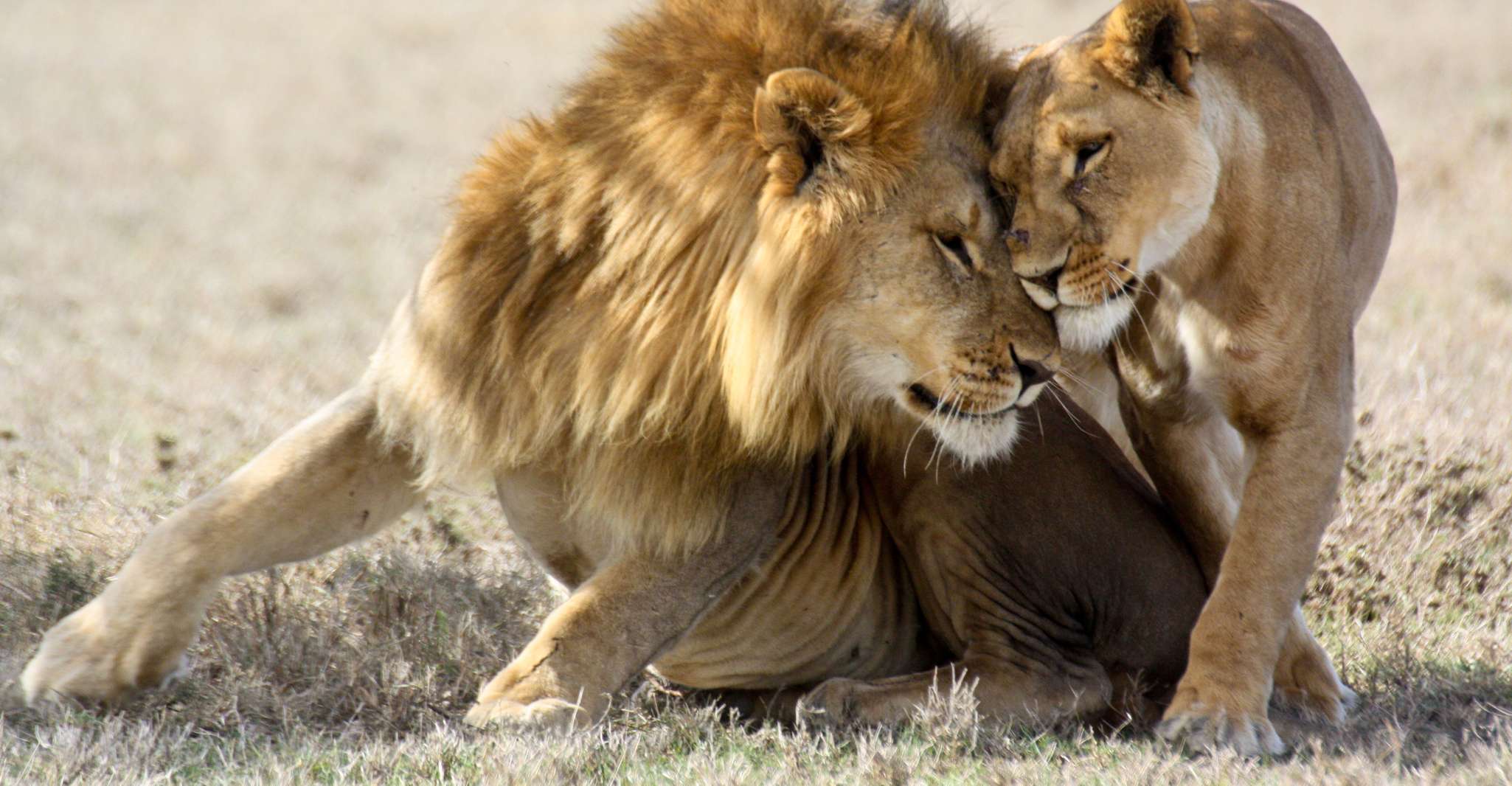 Hartbeespoort, Lion and Safari Park Guided Tour - Hizvo