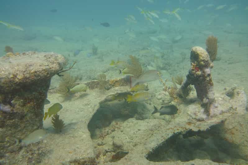 Lower Grand Lagoon Panama City Beach Guided Snorkeling Tour GetYourGuide