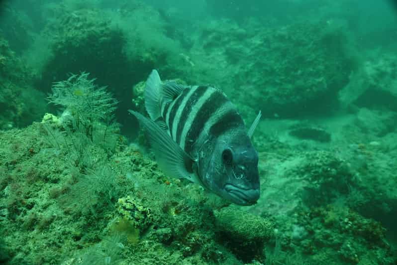 Lower Grand Lagoon Panama City Beach Guided Snorkeling Tour GetYourGuide