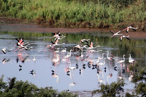 Agadir: Sous Massa Park Safari, Desert Jeep Tour, and Lunch