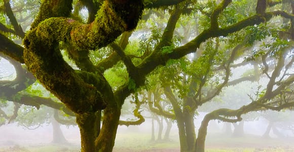 Madeira: Western Madeira Guided Trip & Fanal Mystic Forest