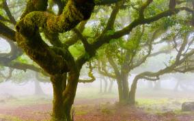 Madeira: Western Madeira Guided Trip & Fanal Mystic Forest