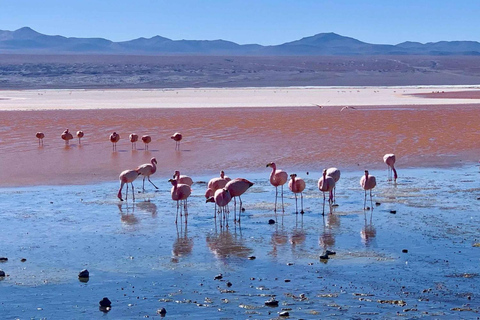 Excursão particular 1D à Laguna Colorada saindo de Uyuni