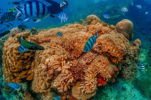 Samaesarn: Excursión de snorkel Buscando a Nemo en lancha rápida privada