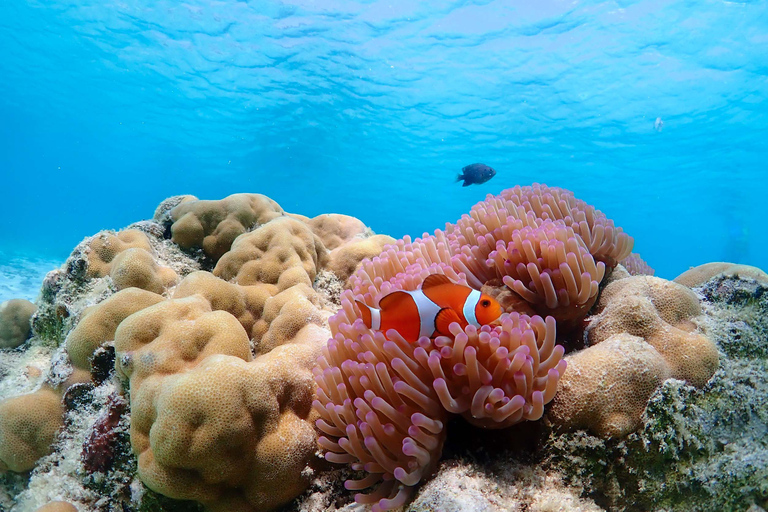 Samaesarn: Excursión de snorkel Buscando a Nemo en lancha rápida privada