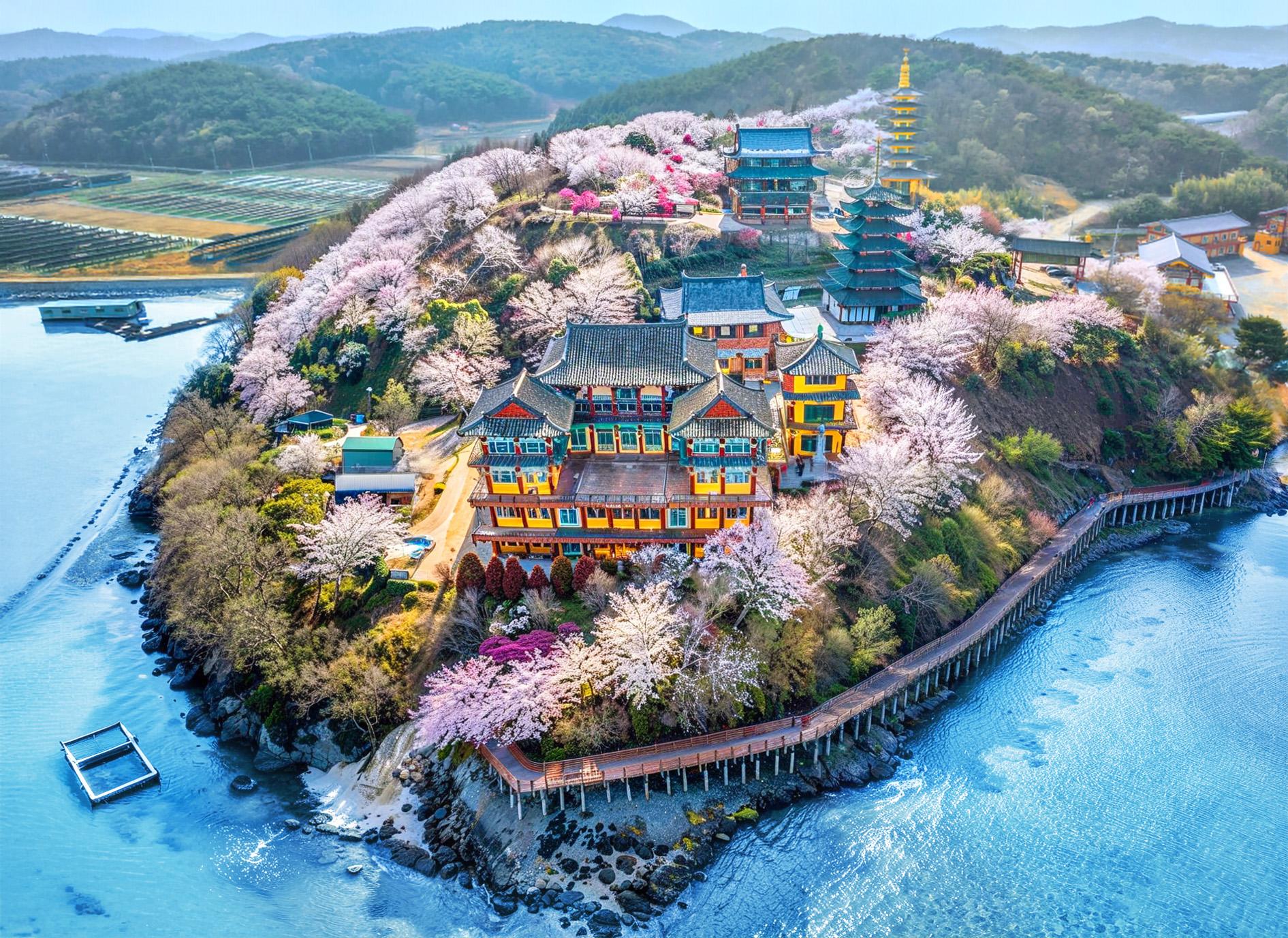Von Seoul: Kirschblüten-Tagestour, Küsten- und Tempelblick