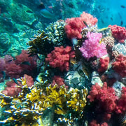 Koh Lipe: Longtail Boat Snorkeling Trip Program A