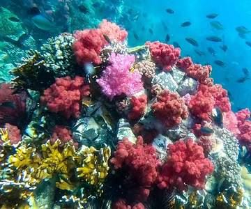 Koh Lipe: Longtail Boot snorkeltrip met lunch