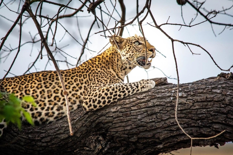 Excursión de lujo de un día a Chobe - Safari de avistamiento de animales [Desde las cataratas de Vic]