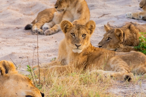 Excursión de lujo de un día a Chobe - Safari de avistamiento de animales [Desde las cataratas de Vic]