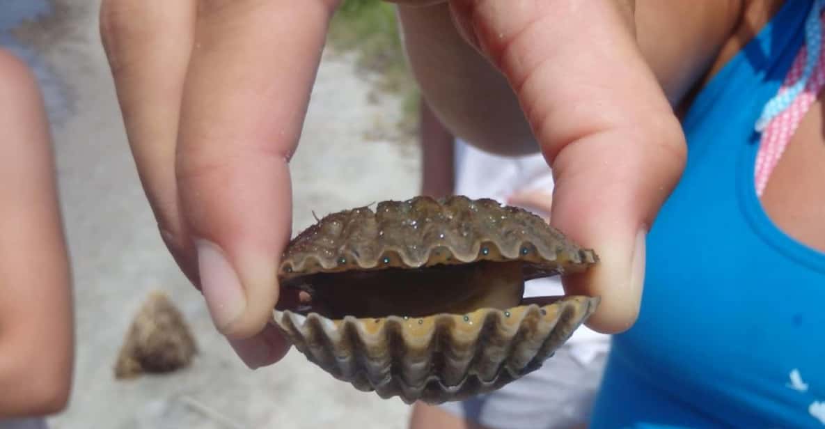 Berlin Assateague Island Wildlife Discovery Kayak Tour GetYourGuide