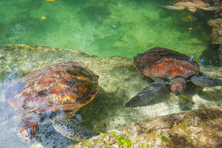 Zanzibar: Akwarium dla żółwi Nungwi