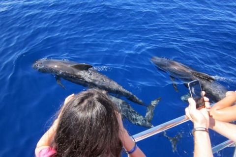Roseau: passeio guiado de observação de golfinhos e baleias com bebidas