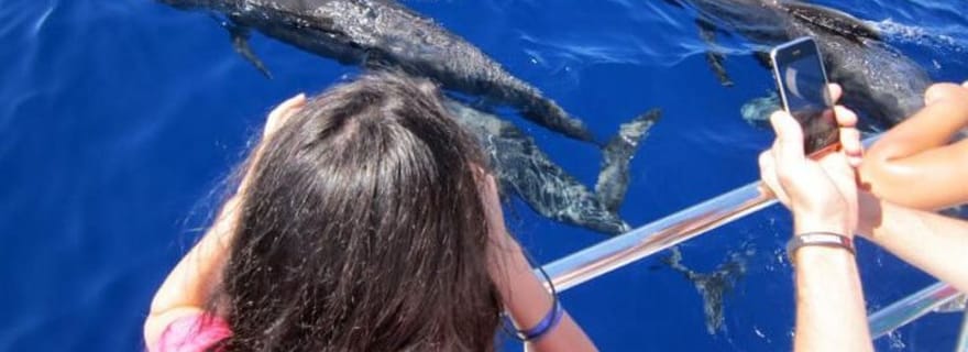 Roseau : visite guidée d'observation de baleines et de dauphins avec boissons