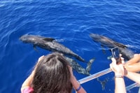 Roseau, visite guidée des dauphins et des baleines avec des boissons - Hizvo