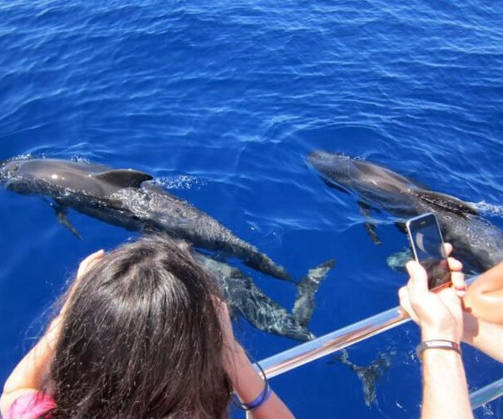 Roseau: Geführte Delphin- und Walbeobachtungstour mit Getränken