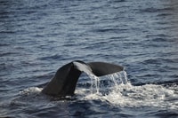 Roseau, visite guidée des dauphins et des baleines avec des boissons - Hizvo