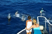 Roseau, visite guidée des dauphins et des baleines avec des boissons - Hizvo