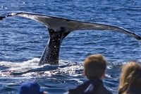 Roseau, visite guidée des dauphins et des baleines avec des boissons - Hizvo