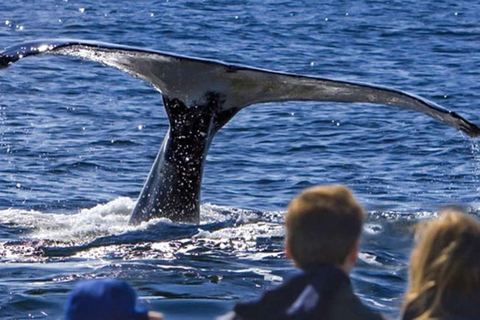Roseau: Geführte Delfin- und Walbeobachtungstour mit Getränken