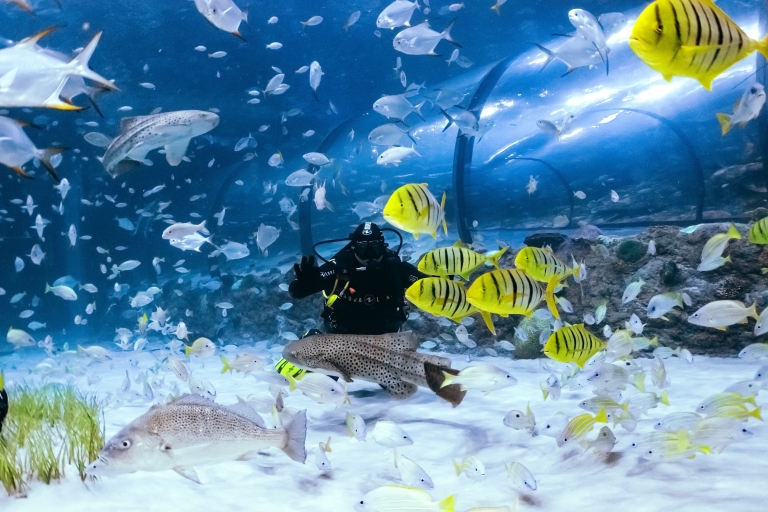 Von Dubai aus: Abu Dhabi Private Tour mit Aquarium TicketsPrivate englische Tour