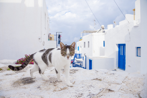 Vanuit Athene: 2 dagen Santorini en Mykonos