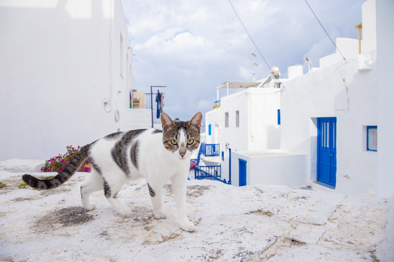 From Athens: 2 days Santorini and Mykonos