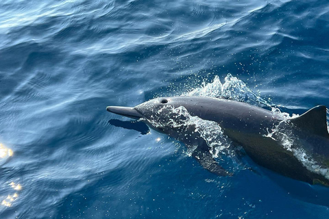 Puerto Escondido: Bootstour zu Delfinen und MeerestierenPrivate Tour