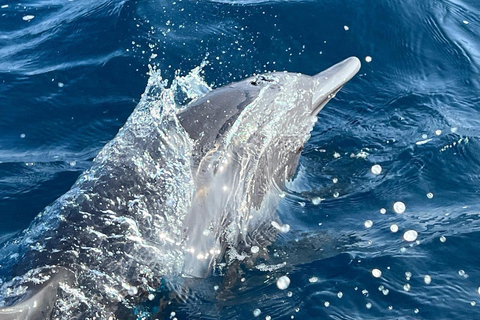 Puerto Escondido: Bootstour zu Delfinen und MeerestierenPrivate Tour