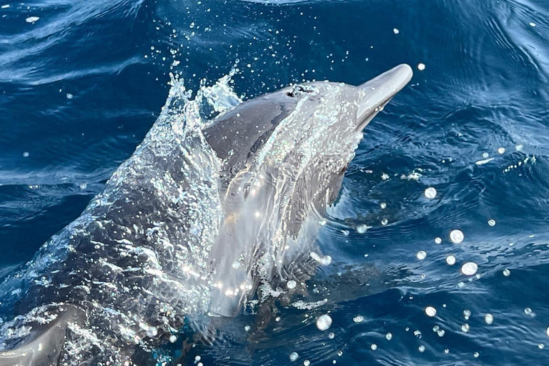 Puerto Escondido: Bootstour zu Delfinen und MeerestierenPrivate Tour